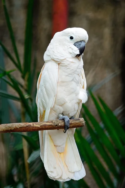 Μολούκων cockatoo — Φωτογραφία Αρχείου