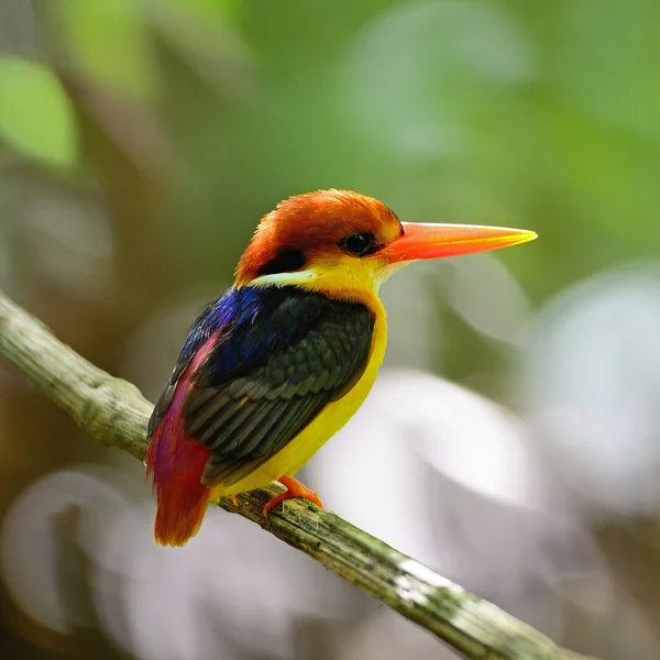 Kingfisher apoiado por negros — Fotografia de Stock