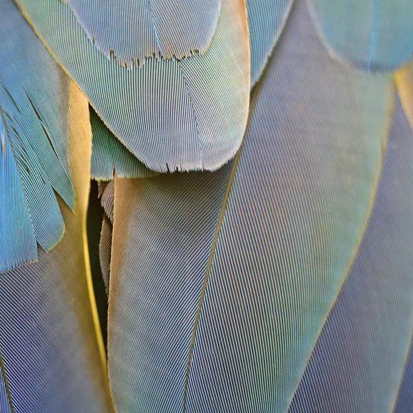 Harlequin Macaw feathers — Stock Photo, Image