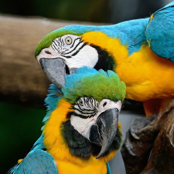 Arara azul e dourada — Fotografia de Stock