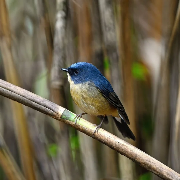 Samec šedohrbetý modrá flycatcher — Stock fotografie