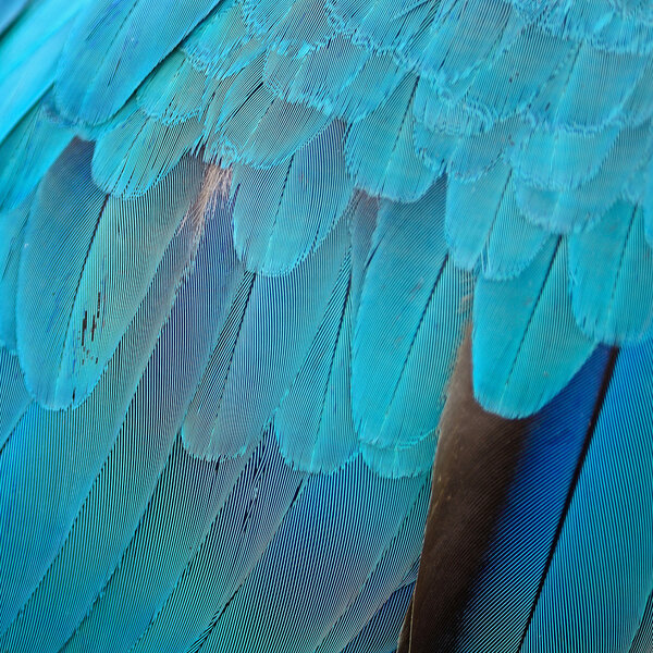 Blue and Gold Macaw feathers