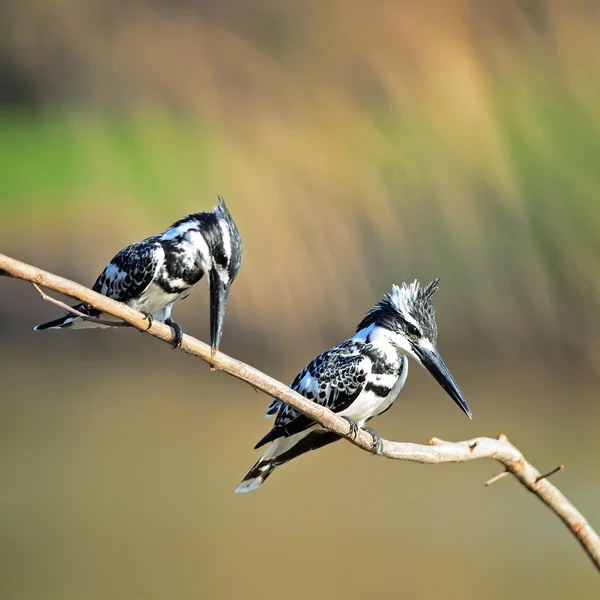 Pied Kingfisher — Stok fotoğraf