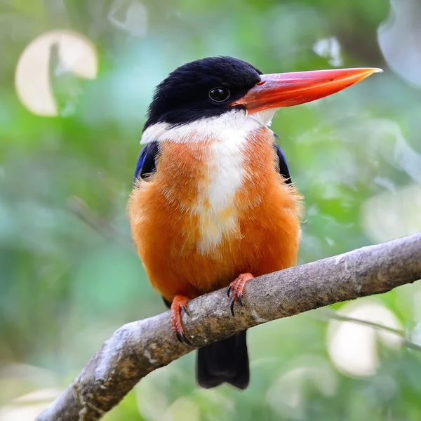 Siyah şapkalı kingfisher — Stok fotoğraf