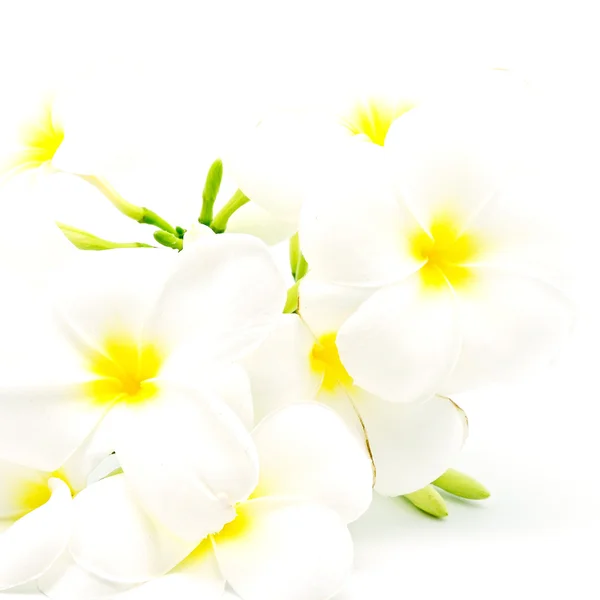Witte en gele plumeria — Stockfoto