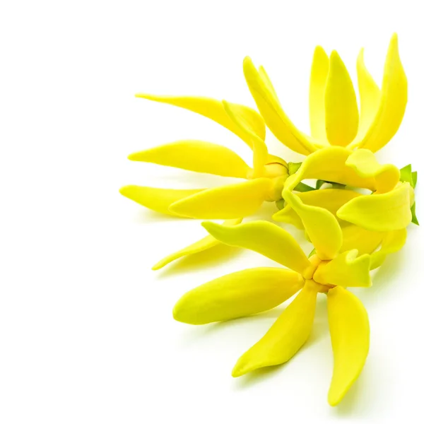 Ylang-Ylang λουλούδι Εικόνα Αρχείου