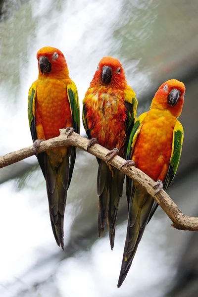 Słońce conure — Zdjęcie stockowe