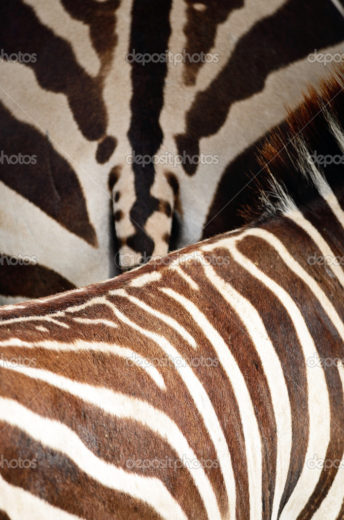 Common Zebra skin