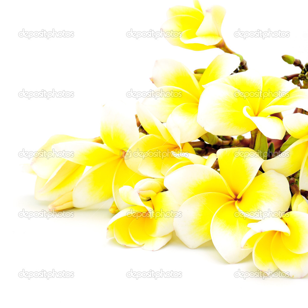 yellow Plumeria