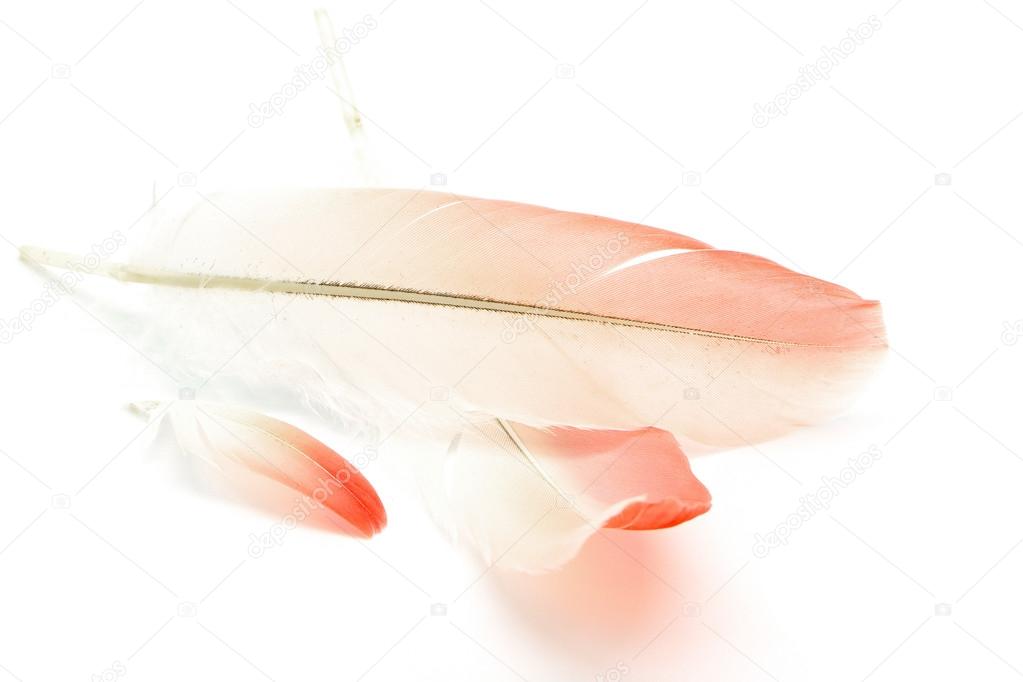 Flamigo feather isolated