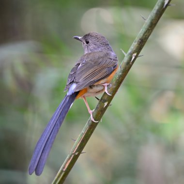 kadın AK sokumlu köstebek