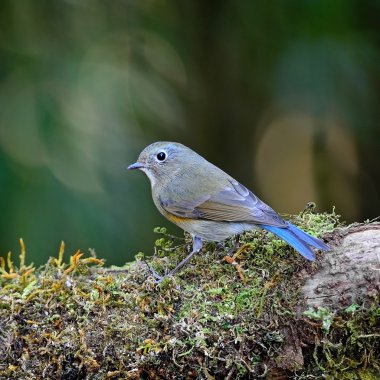 dişi kırmızı çevrili bluetail