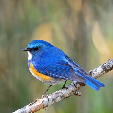 erkek Himalaya bluetail