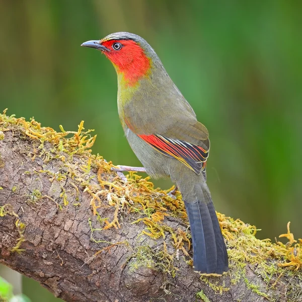 Scarlet-faced Liocichla — Stock Photo, Image