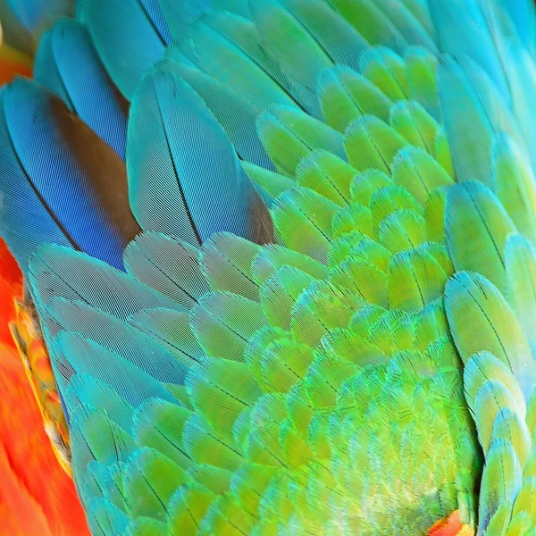 Harlequin Macaw feathers — Stock Photo, Image