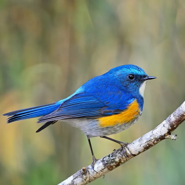 erkek Himalaya bluetail