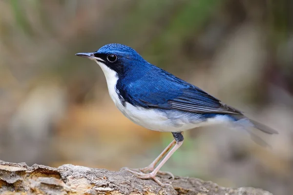 Masculino Siberiano Azul Robin — Fotografia de Stock