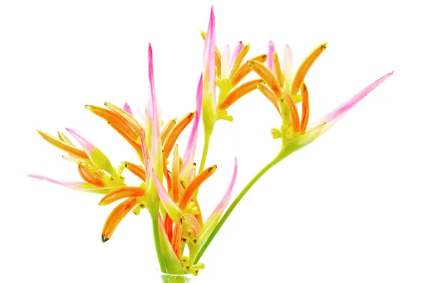 Heliconia Sassy — Stock Photo, Image