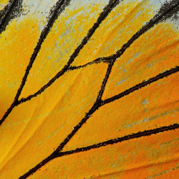 Ala de mariposa —  Fotos de Stock