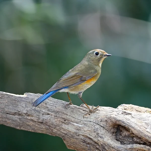 Fêmea Bluetail de flanco vermelho — Fotografia de Stock
