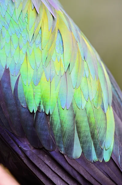 Nicobar Pigeon feathers — Stock Photo, Image