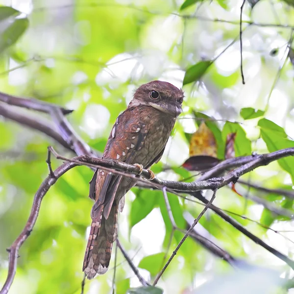 Gould Frogmouth — Stock Photo, Image