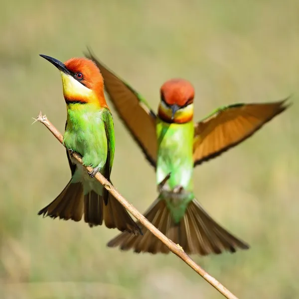 Kaštan vedl bee-eater — Stock fotografie