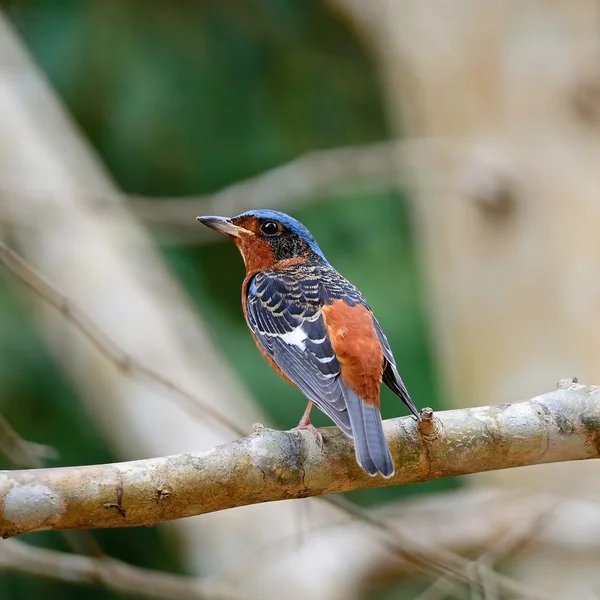 Masculino de garganta branca Rock-Thrush — Fotografia de Stock