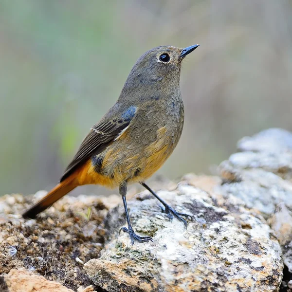 Femmina blu fronte Redstart — Foto Stock