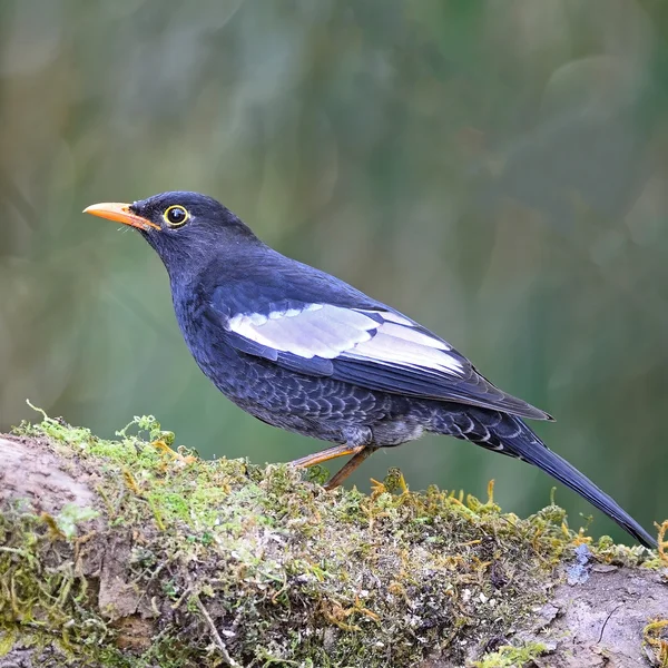 Pájaro negro alado gris macho —  Fotos de Stock