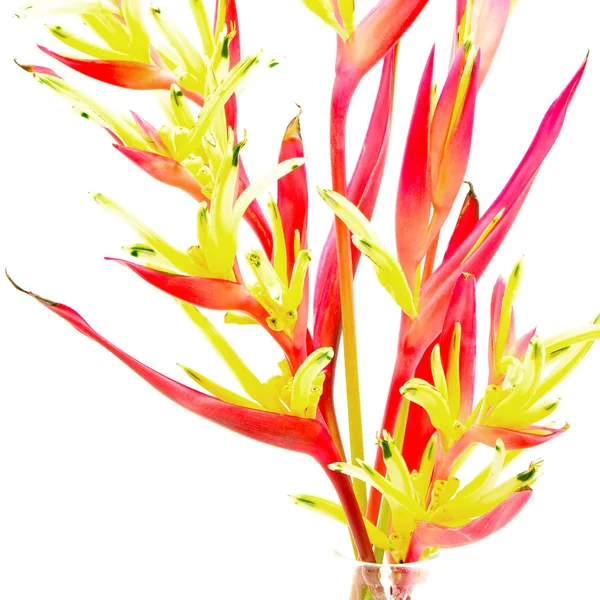 Heliconia Lady Di — Stockfoto