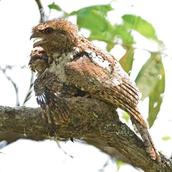 Ходжсон frogmouth — стокове фото