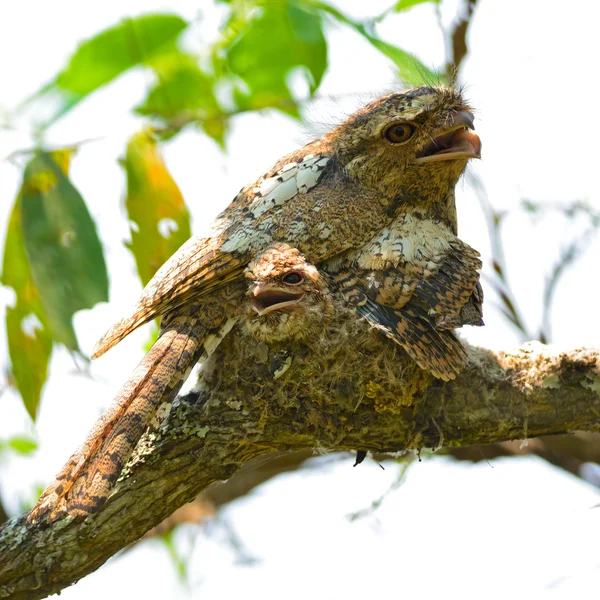 Frogmouth, Ходжсон — стоковое фото