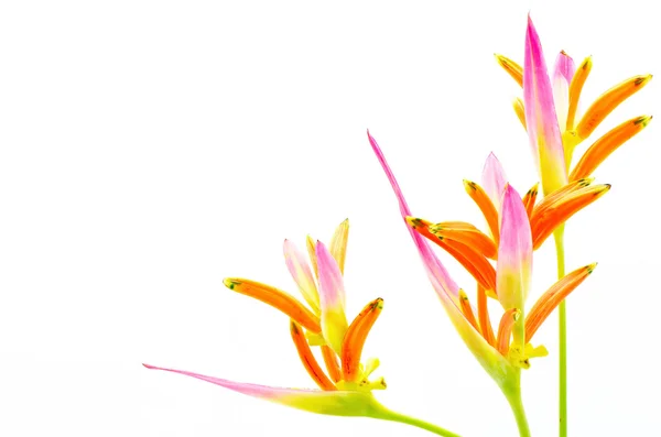 Heliconia Sassy — Stock Photo, Image