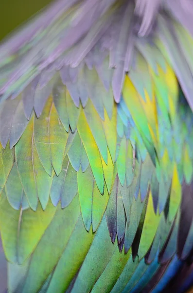 Перья Никобарского голубя — стоковое фото