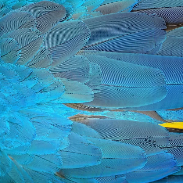 Синие и золотые перья ара — стоковое фото