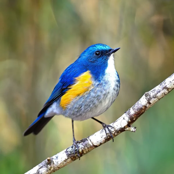 Mannelijke Himalaya bluetail — Stockfoto