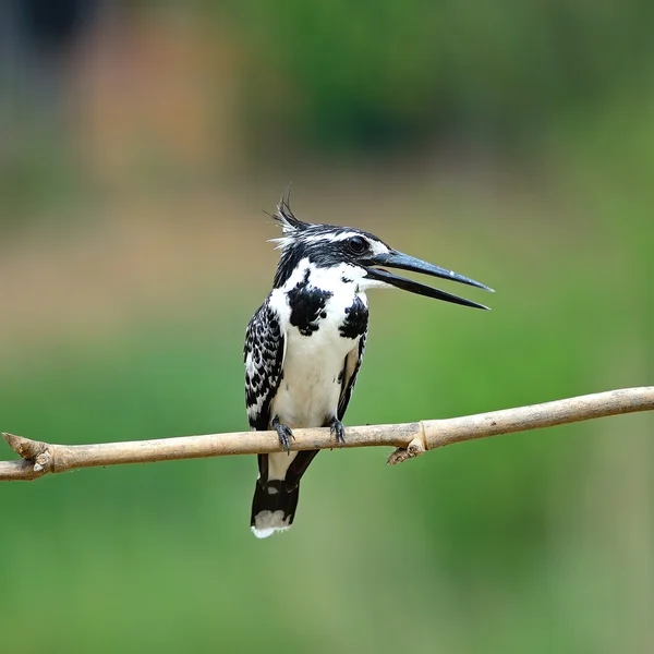 Hembra Pied Kingfisher —  Fotos de Stock