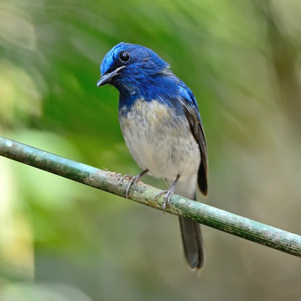 Acchiappamosche blu Hainan maschio — Foto Stock