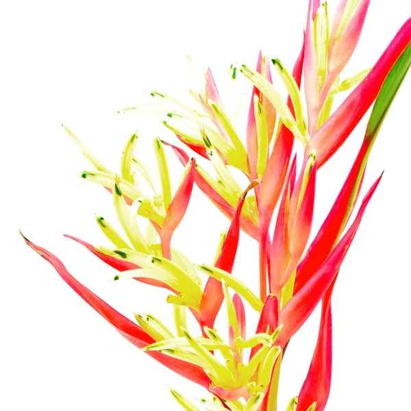 Heliconia Lady Di — Zdjęcie stockowe