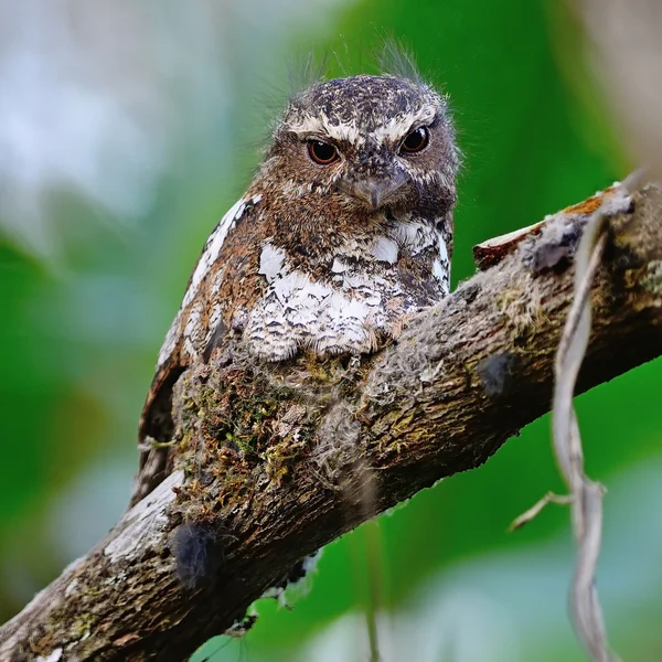 Homem Hodgson Frogmouth — Fotografia de Stock