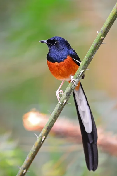 Masculino branco-rumped shama — Fotografia de Stock