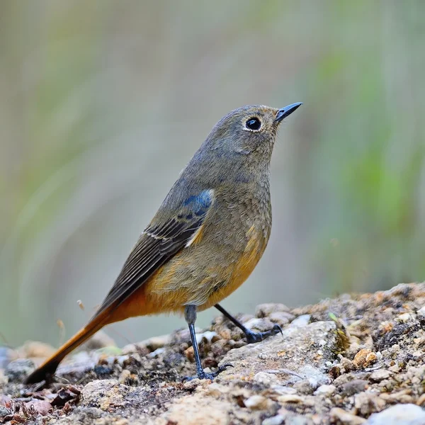 Redstart femelle à front bleu — Photo