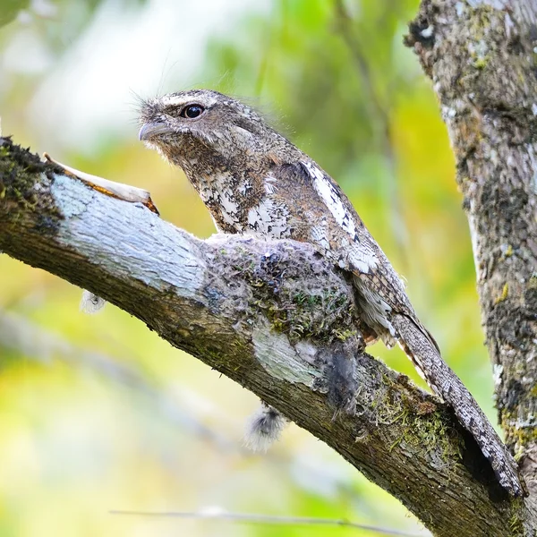 Homme Hodgson Frogmouth — Photo