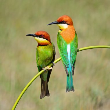 Kestane başlı arı kuşugiller
