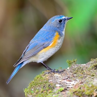 erkek kırmızı çevrili bluetail 