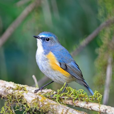 erkek kırmızı çevrili bluetail