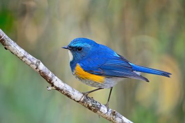 erkek Himalaya bluetail