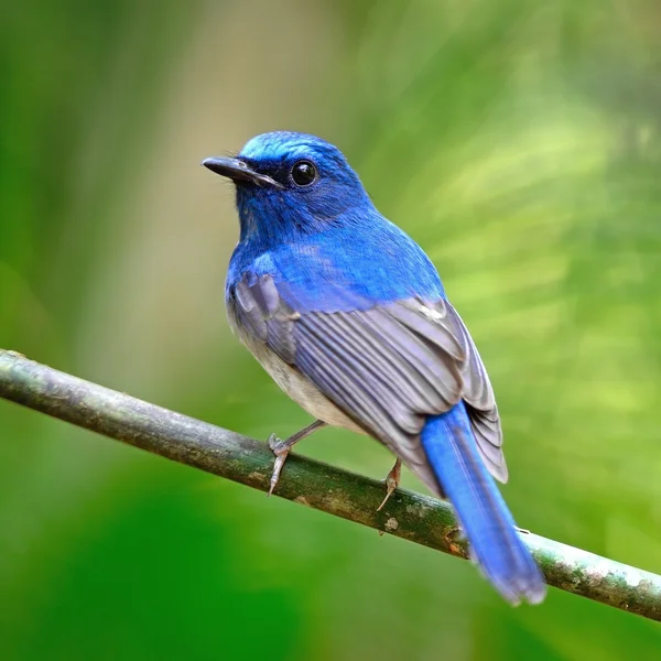 Mužské hainan modré flycatcher — Stock fotografie