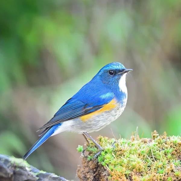 Manliga himalayan bluetail — Stockfoto